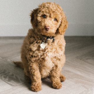 I Promised myself I would post more sessions this year but this little one has kept me busy.  This is Rosie, our newest little love who is 9 weeks old and ten days into living with our crazy family.  The boys love her and she's so gorgeous and keeping me on my toes!  So lovely to have some female company!

I am also popping on to say I am still very much working and takings sessions, more so than ever this year.  but in between photography and the kids, I have started a course with Number 22 to come a qualified counsellor.  I have completed level 2 and am about to start level 3 of 4.  I hope to (one day) be able to combine Photography and person centred therapy to offer teenagers and kids that are struggling a safe space to be creative and build their confidence.  It's all a working plan but at the moment I am loving doing both side by side and developing my knowledge of how to be a more effective, empathetic and informed listener. 

Watch this space I guess and I will definitely post pictures from the next week's sessions soon!